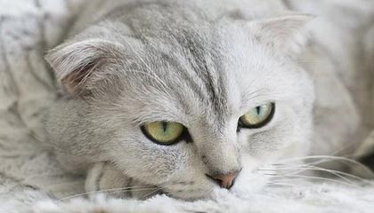 LeyuSports-Chinese Taipei出色表现，2024年世界杯赛场表现分析，2024年足球世界杯